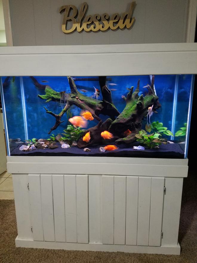 90 gallons planted tank (mostly live plants and fish) - 90 Gallon. 6 blood parrots, 3 angels, 8 Giant Danios.