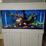 90 gallons planted tank (mostly live plants and fish) - 90 Gallon. 6 blood parrots, 3 angels, 8 Giant Danios.