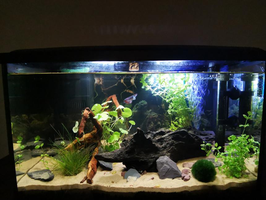 Rated #41: 10 Gallons Planted Tank - Betta Planted Tank