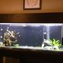 55 gallons planted tank (mostly live plants and fish) - Just getting started..