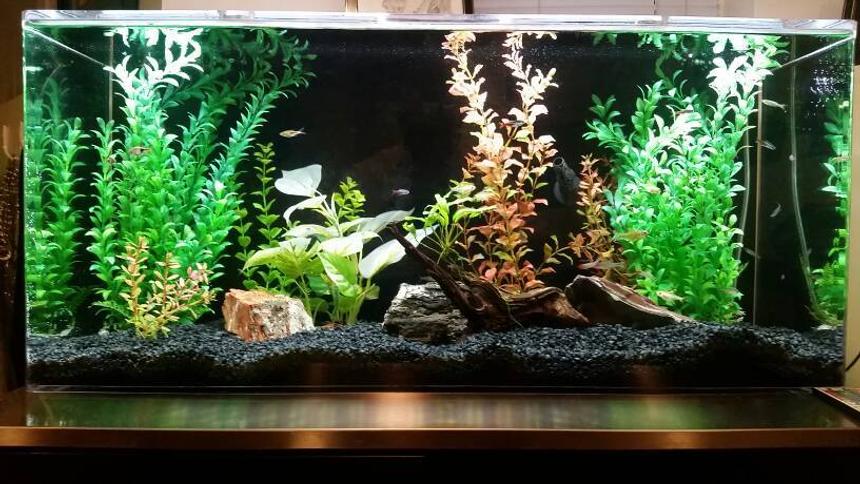Rated #16: 35 Gallons Freshwater Fish Tank - 35 Gallon acrylic.