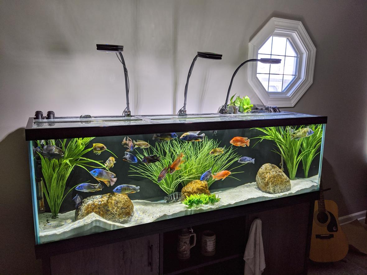 125 gallons freshwater fish tank (mostly fish and non-living decorations) - 125 Gallon