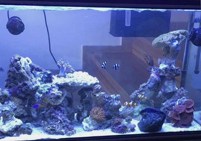75 gallons reef tank (mostly live coral and fish) - Myreef