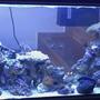 75 gallons reef tank (mostly live coral and fish) - Myreef