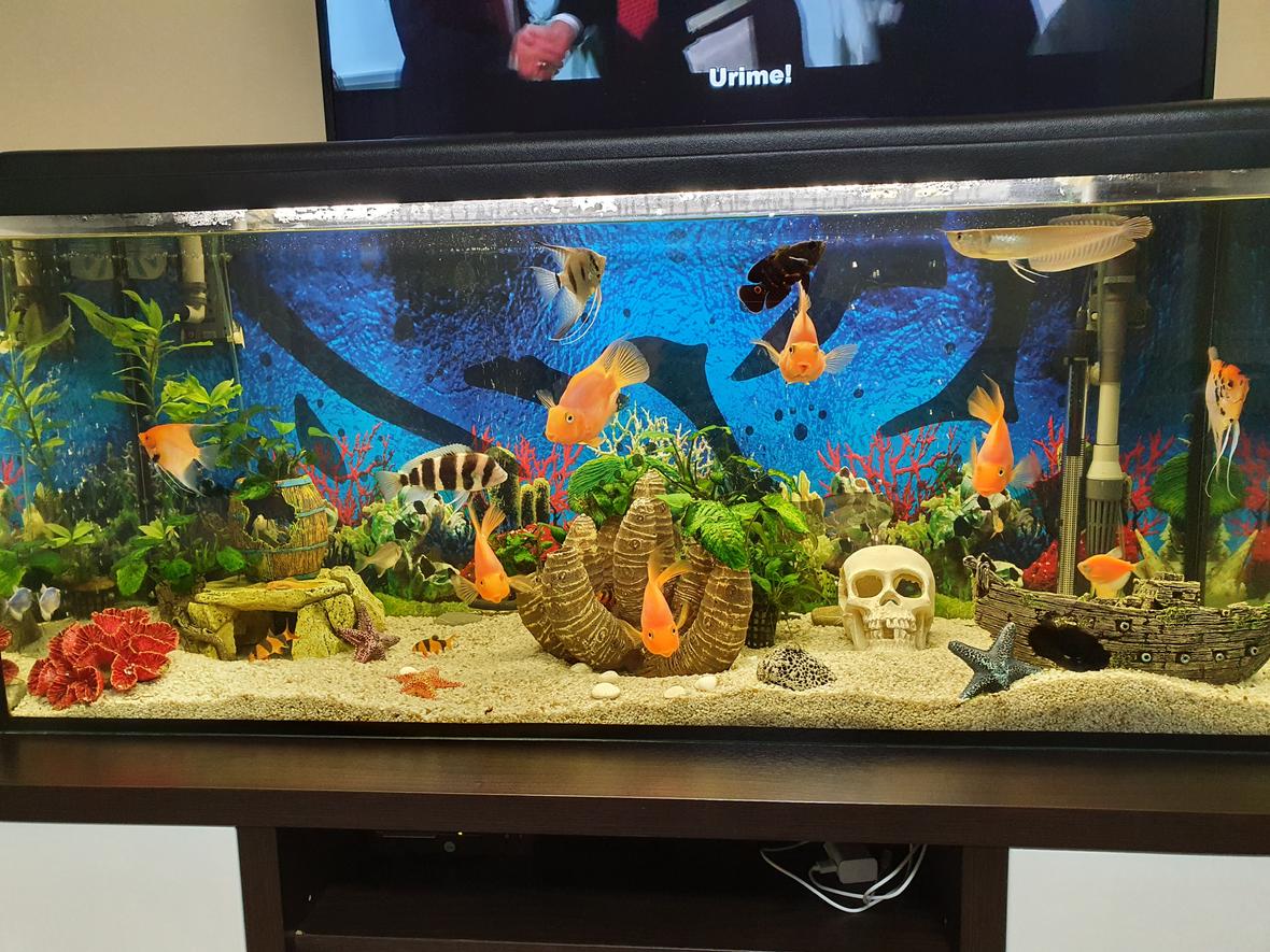 75 gallons freshwater fish tank (mostly fish and non-living decorations) - Rate my art! Thank you all :)