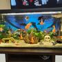 75 gallons freshwater fish tank (mostly fish and non-living decorations) - Rate my art! Thank you all :)