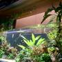 130 gallons planted tank (mostly live plants and fish) - .