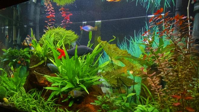 28 gallons planted tank (mostly live plants and fish) - Redtail shark is the boss...