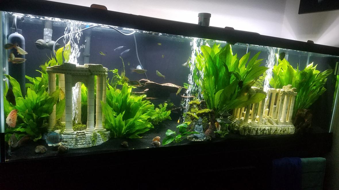 freshwater fish stocking in 125 gallons tank - Fish tank set up December 2019