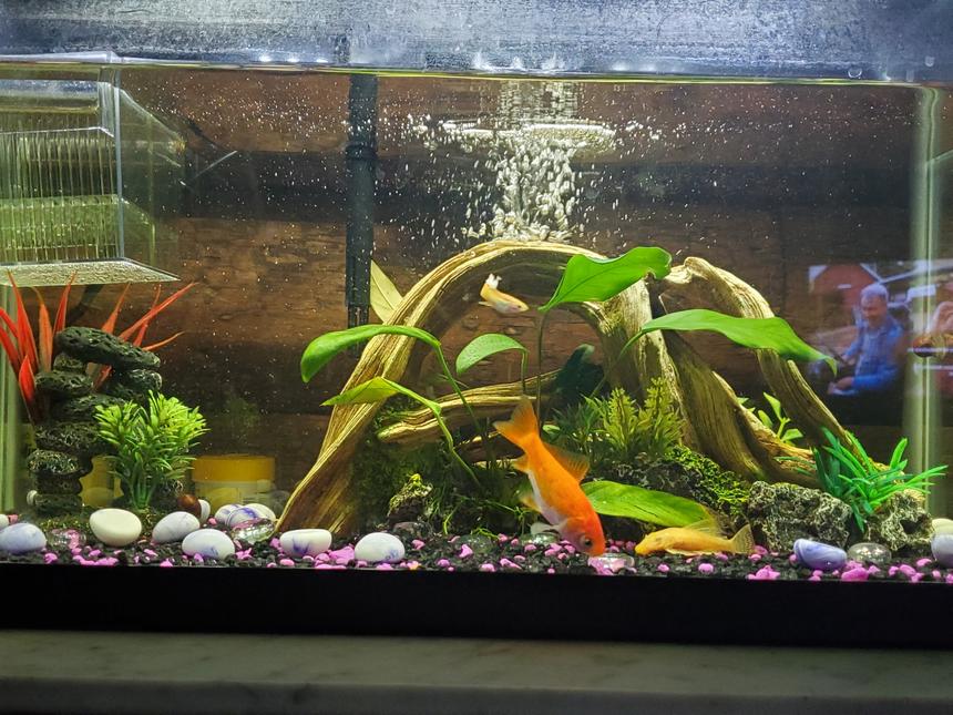 Rated #45: 10 Gallons Freshwater Fish Tank - My fish tank.