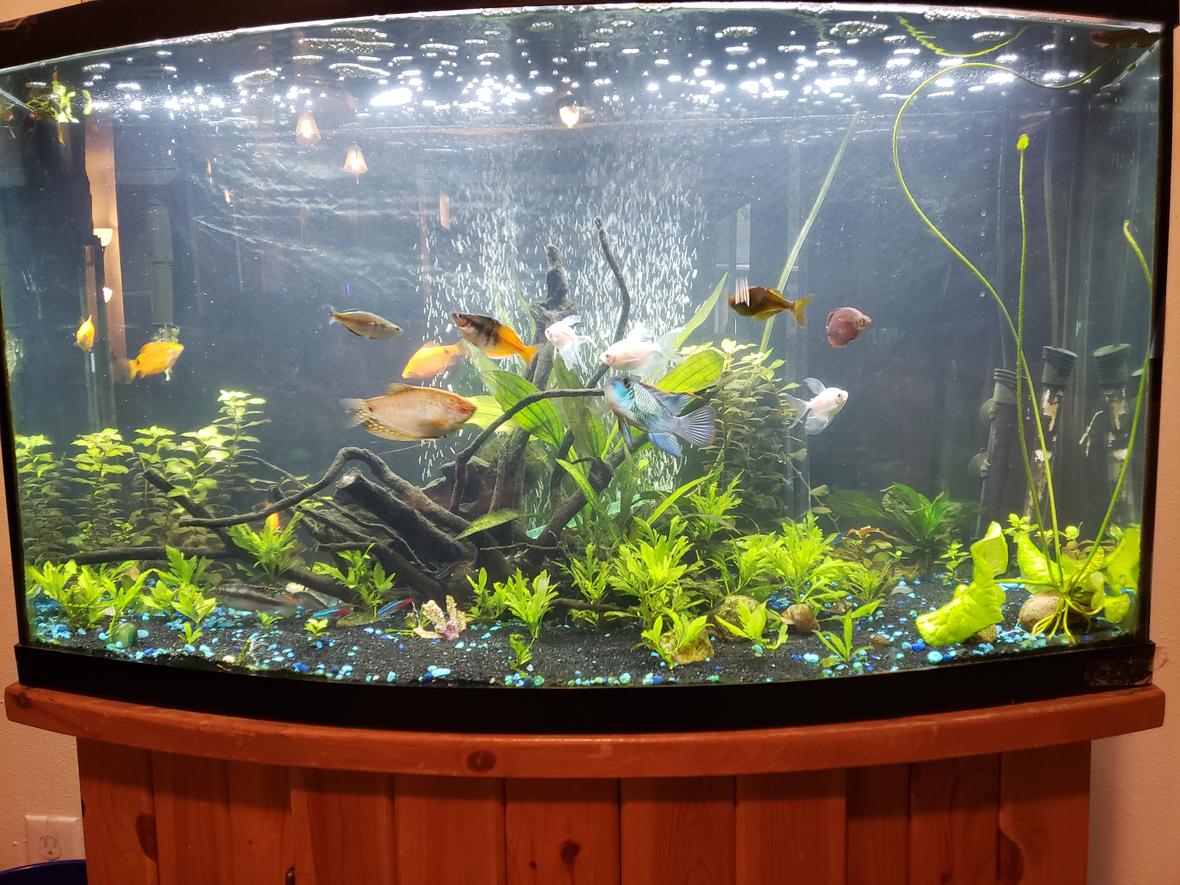 46 gallons planted tank (mostly live plants and fish) - Growing in well!
