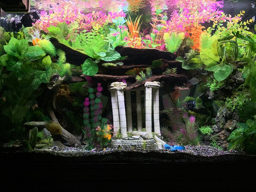 Rated #19: 150 Gallons Freshwater Fish Tank - Front view 150 tall