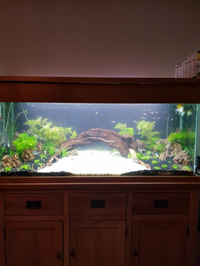 70 gallons planted tank (mostly live plants and fish) - Rescape