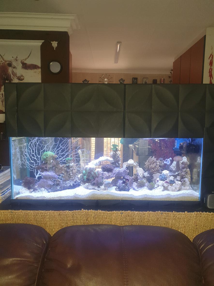 27 gallons reef tank (mostly live coral and fish) - Main display view