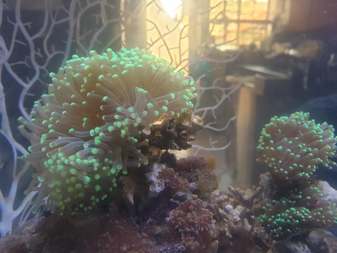 corals inverts stocking in 27 gallons tank - Torch corals