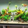 75 gallons freshwater fish tank (mostly fish and non-living decorations) - my tank
