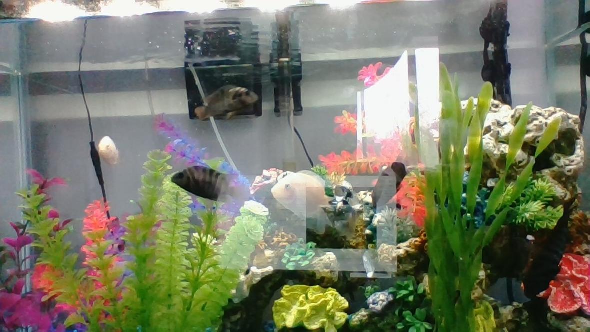 30 gallons freshwater fish tank (mostly fish and non-living decorations) - my tank please let me know if im doing anything wrong or need to improve anything
