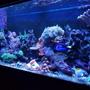 75 gallons reef tank (mostly live coral and fish) - My 75g before I lost it due to the hurricanes