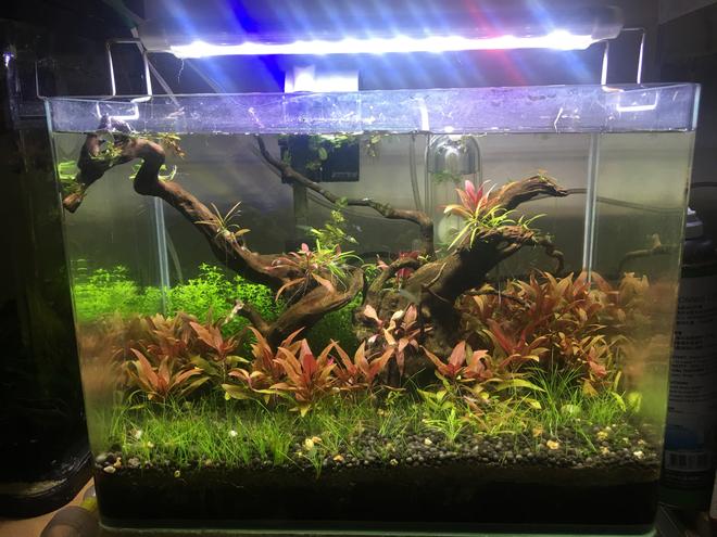 5 gallons planted tank (mostly live plants and fish) - green and red