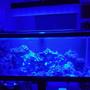 75 gallons saltwater fish tank (mostly fish, little/no live coral) - 6 Mos