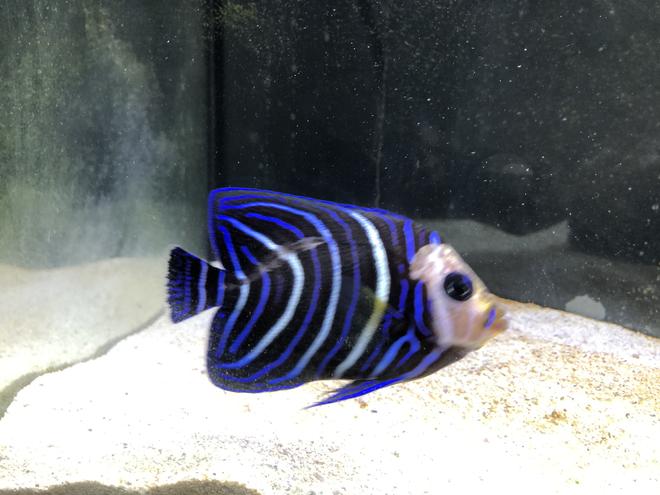 saltwater fish stocking in 55 gallons tank - koran angel