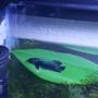 freshwater fish stocking in 10 gallons tank - In his Hammock