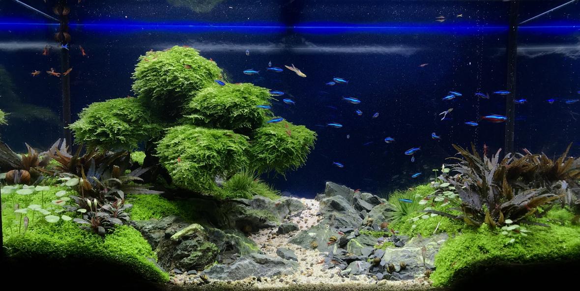 33 gallons planted tank (mostly live plants and fish) - Green Pastures