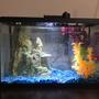 5 gallons freshwater fish tank (mostly fish and non-living decorations) - Betta sorority