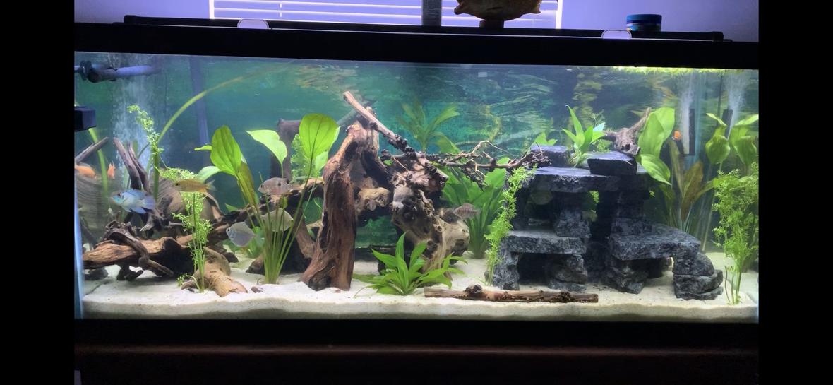 75 gallons planted tank (mostly live plants and fish) - My 75 gallon mixed cichlid tank!