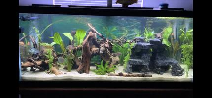 75 gallons planted tank (mostly live plants and fish) - My 75 gallon mixed cichlid tank!