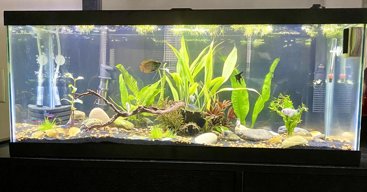 20 gallons planted tank (mostly live plants and fish) - 20 gallon long planted tank