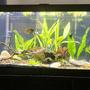 20 gallons planted tank (mostly live plants and fish) - 20 gallon long planted tank