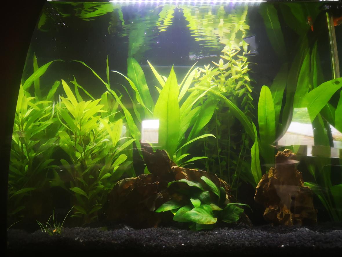 40 gallons planted tank (mostly live plants and fish) - My planted tank