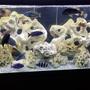 freshwater fish stocking in 55 gallons tank - 75 African Cichlid