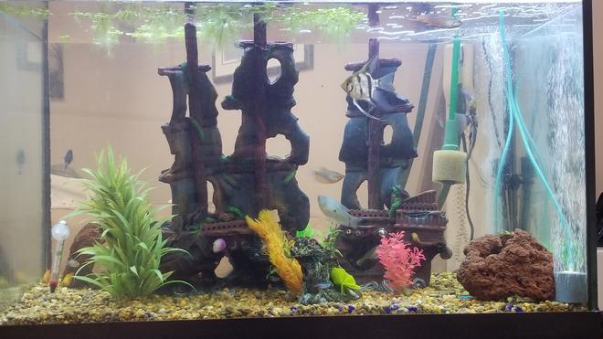 freshwater fish stocking in 65 gallons tank - Tried to get them all in