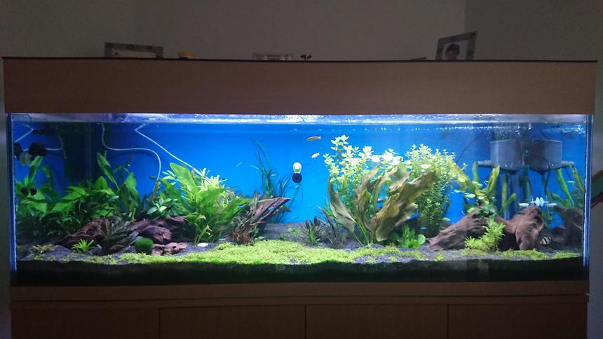Rated #23: 100 Gallons Planted Tank - First Aquascape