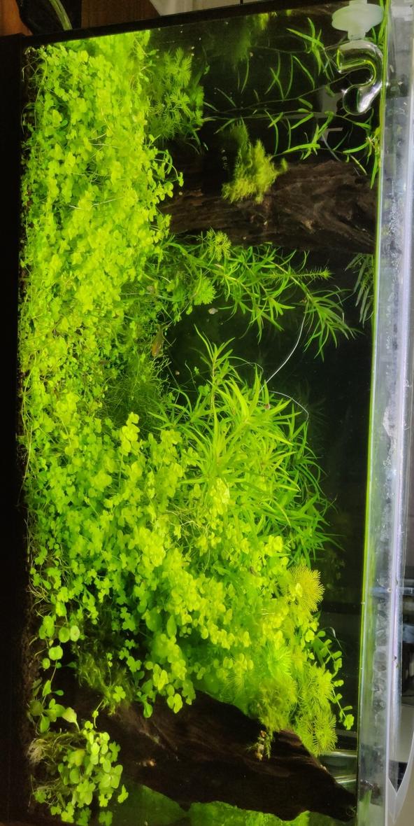 63 gallons planted tank (mostly live plants and fish) - Teardown next week to upgrade to my custom built tank