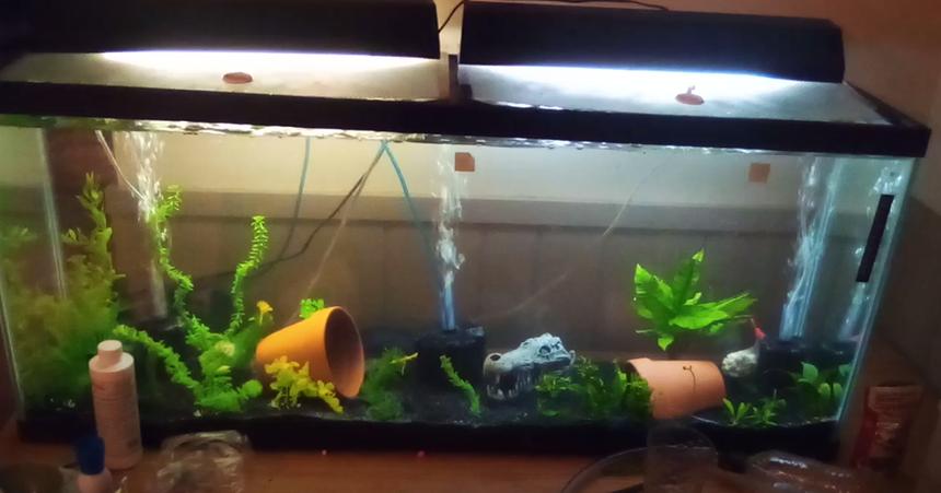 Rated #58: 55 Gallons Planted Tank - my 55 gallon tank which is almost finished cycling