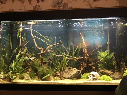 52 gallons planted tank (mostly live plants and fish) - Front view