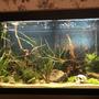 52 gallons planted tank (mostly live plants and fish) - Front view