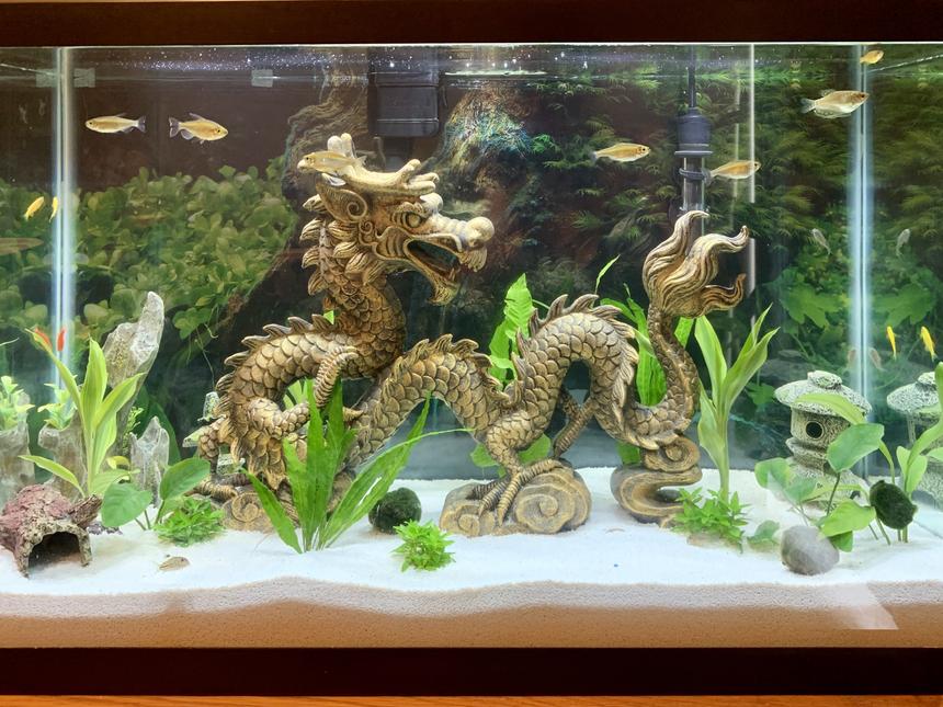 Rated #39: 29 Gallons Planted Tank - Planted dragon