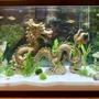 29 gallons planted tank (mostly live plants and fish) - Planted dragon
