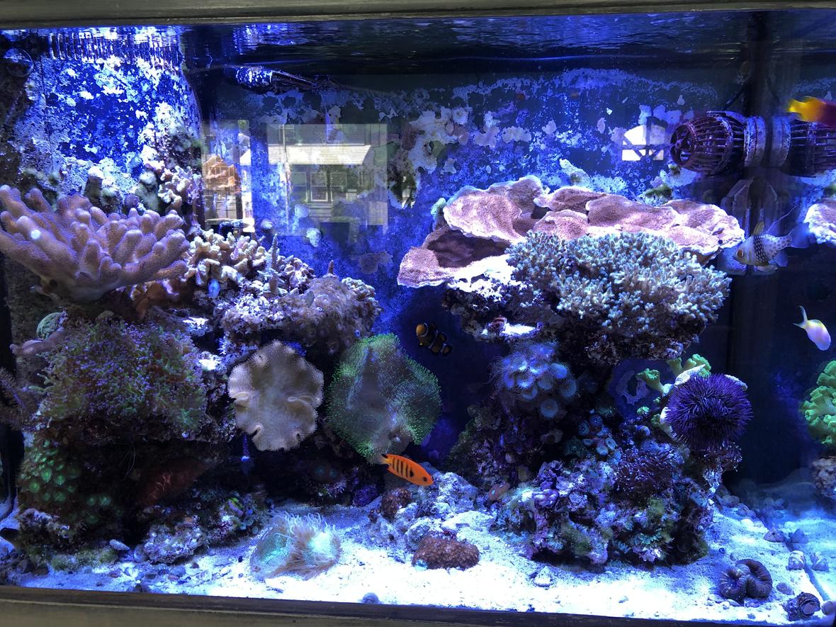 65 gallons reef tank (mostly live coral and fish) - 65 Gallon Mixed Reef Tank