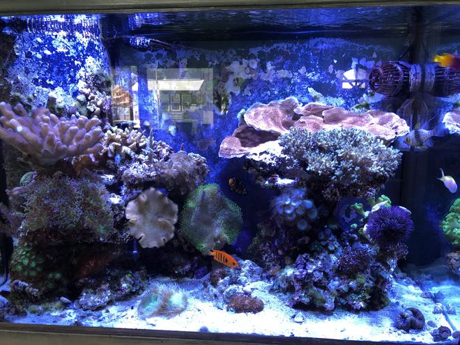 65 gallons reef tank (mostly live coral and fish) - 65 Gallon Mixed Reef Tank
