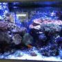 65 gallons reef tank (mostly live coral and fish) - 65 Gallon Mixed Reef Tank