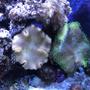 fish tank picture - Toadstool Fiji Leather