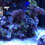 fish tank picture - Torch Corals