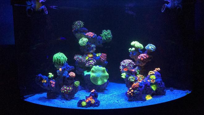 54 gallons reef tank (mostly live coral and fish) - 54 corner