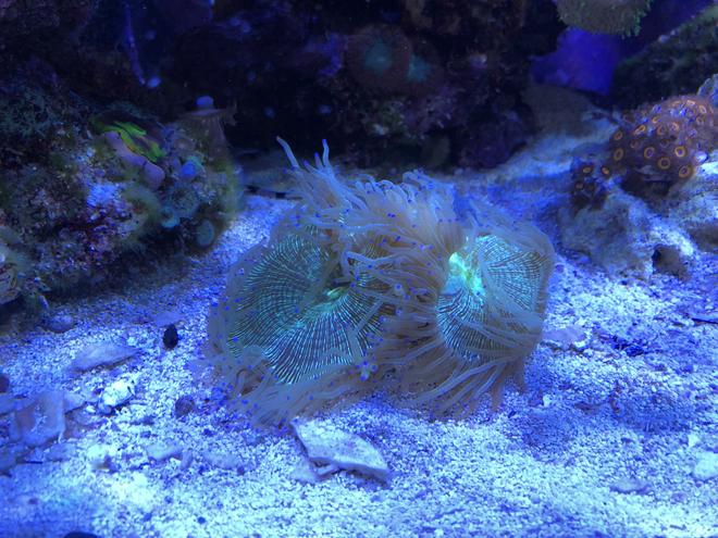 corals inverts stocking in 65 gallons tank - Elegance Coral