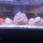 saltwater fish stocking in 50 gallons tank - Newly cycled tank